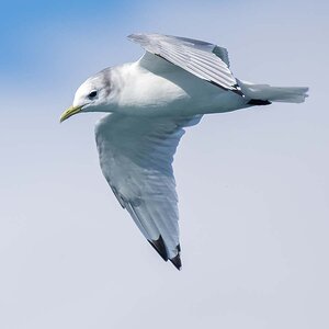 2022-08-26 39 Black-legged Kittiwake in Flight.jpg