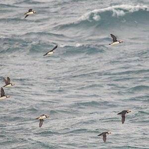 2022-08-30 03 Puffins in Flight.jpg