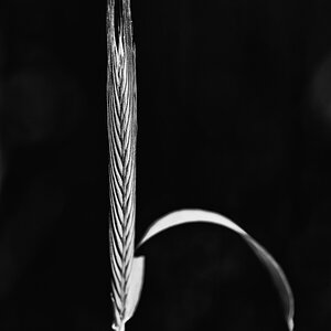 Ährensache 2_BW_1.jpg
