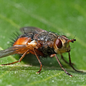 Fliege 4.jpg