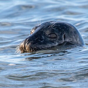 2022-08-18 08 Seal.jpg