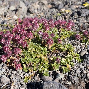 2022-08-18 35 Plant.jpg