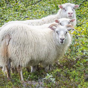 2022-08-22 12 Surprised Sheep.jpg