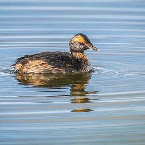 2022-08-22 27 Horned Grebe.jpg
