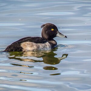 2022-08-22 28 Tufted Duck.jpg