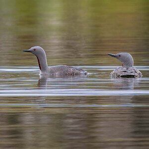 2022-08-25 18 Red-throated Loons.jpg