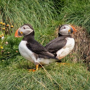 2022-08-28 20 Atlantic Puffins.jpg