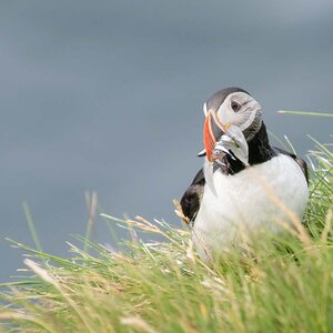 2022-08-29 17 Atlantic Puffin.jpg
