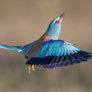 BlueRoller_Web-2.jpg