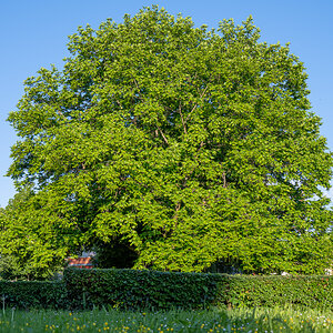 20250512-NZ7_2760.jpg