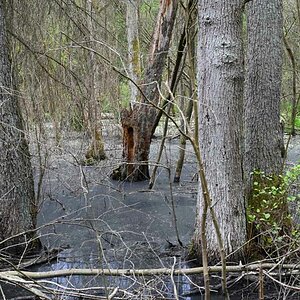 Moorwald 1.jpg