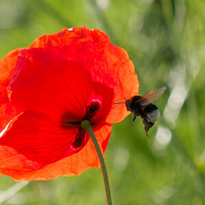 N5136729nikon.jpg