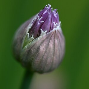 Schnittlauchblüte.JPG