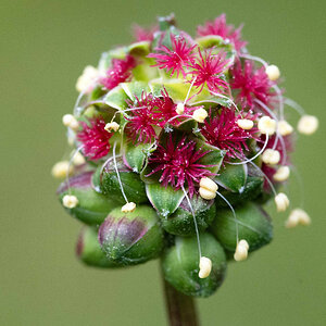 Unbekannte Blüte.jpg