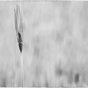 Lichtroggen_2 BW.jpg