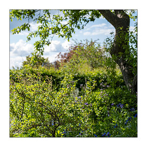 138/365 Sophie Auster – Let It Be Spring © 2025 Sabine Lommatzsch