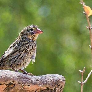 2020-02-17 07 Bathing Red-billed Quelea.jpg