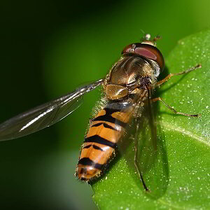 Schwebfliege.JPG