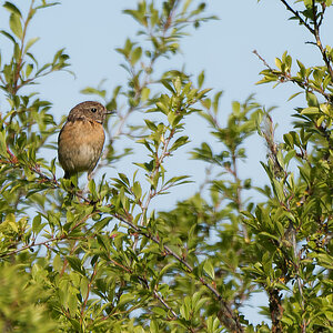 N5208124nikon.jpg