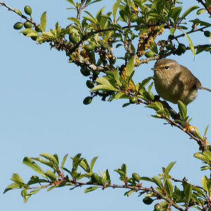 N5208149nikon.jpg