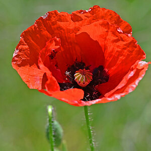 Mohn.jpg