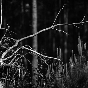 Downside up BW.jpg