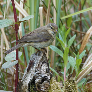 P5225955nikon.jpg