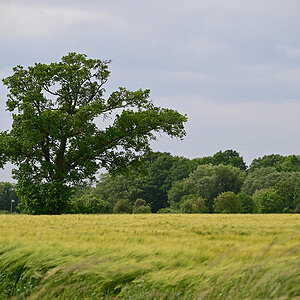 Z8A_0760t5l5s40p1.jpg