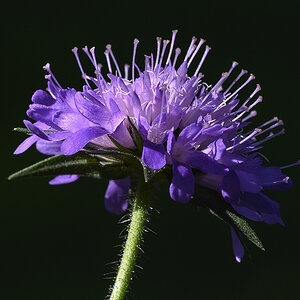 Witwenblume.jpg