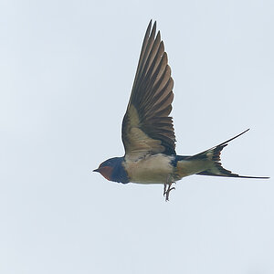 N5268962nikon.jpg