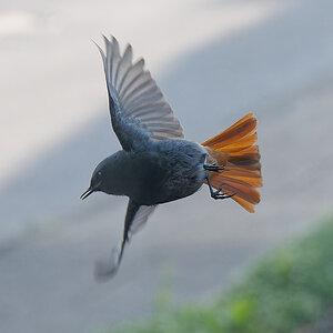 N5268640nikon-1.jpg