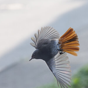 N5268641nikon-1.jpg