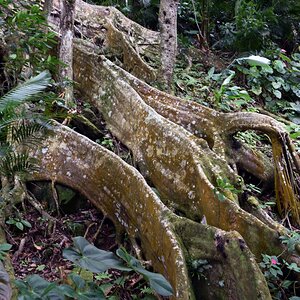 guadeloupe_wurzeln_1.jpg