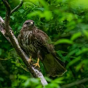 Buzzard-2.jpg