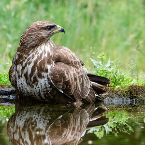 Buzzard-4.jpg