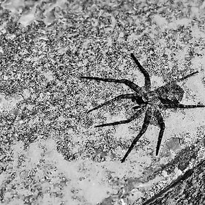 Jagdspinne 1 BW.jpg