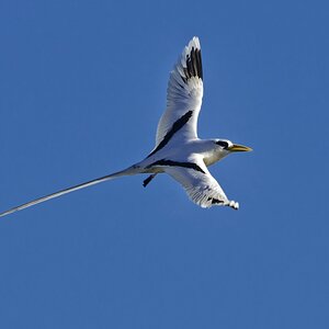 Weißschwanz-Tropikvogel II.jpg