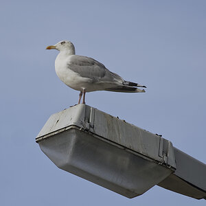 _Z506173_DxOAAxl.jpg