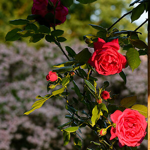 Rose Laguna.jpg
