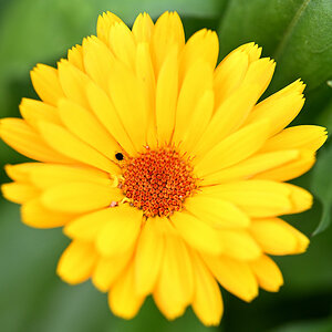 Ringelblume01.JPG