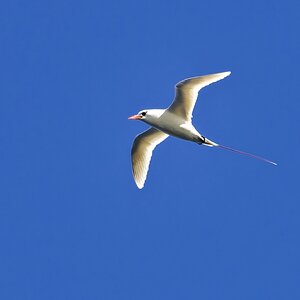 Rotschwanz-Tropikvogel III.jpg