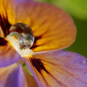 N6099832nikon.jpg