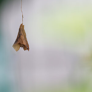 N6099851nikon.jpg