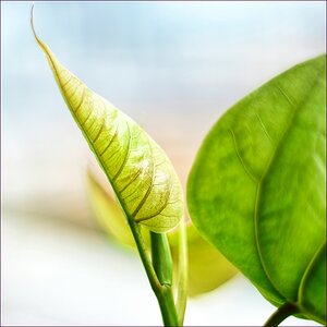 comp_2Blatt-lumi.jpg