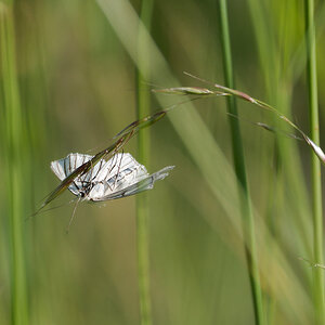 N6119991nikon.jpg