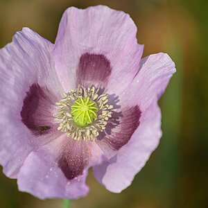 Mohn mal anders.jpg
