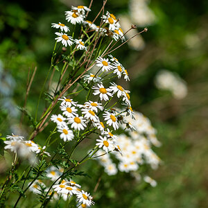 DSC_6600.jpg