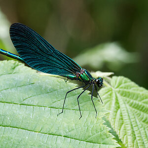 N6130554nikon.jpg