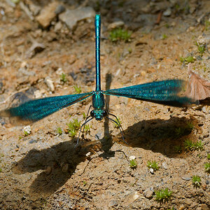 N6130467nikon.jpg