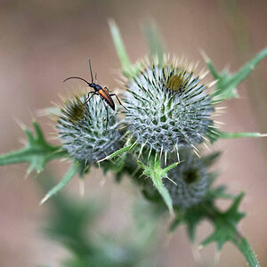 Schmalbock auf Distel.jpg